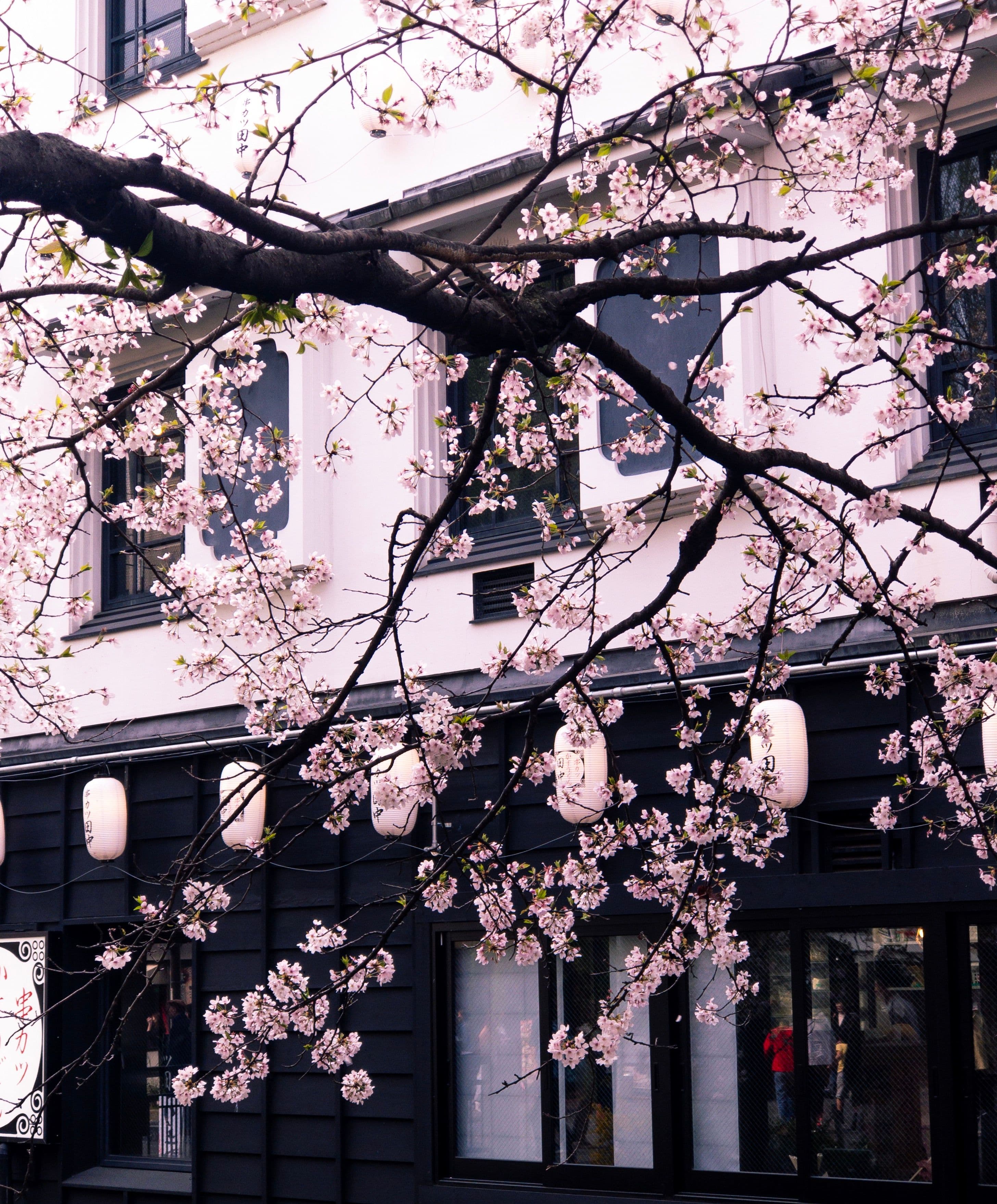 Captivating cherry blossoms enhance a cityscape with delicate pink flowers against a building backdrop.