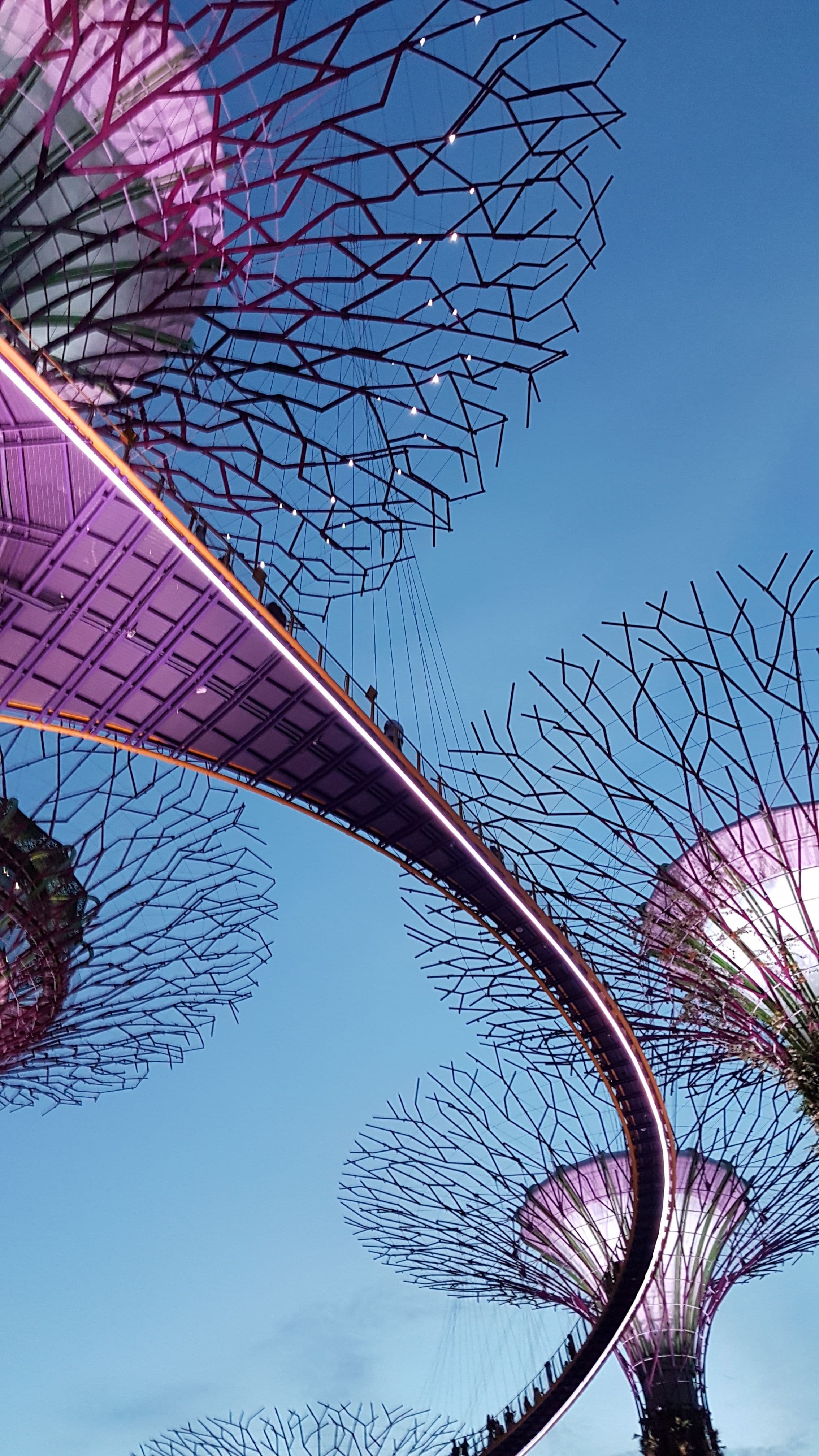 Captivating upward view of Supertree Grove in Singapore with glowing lights at dusk